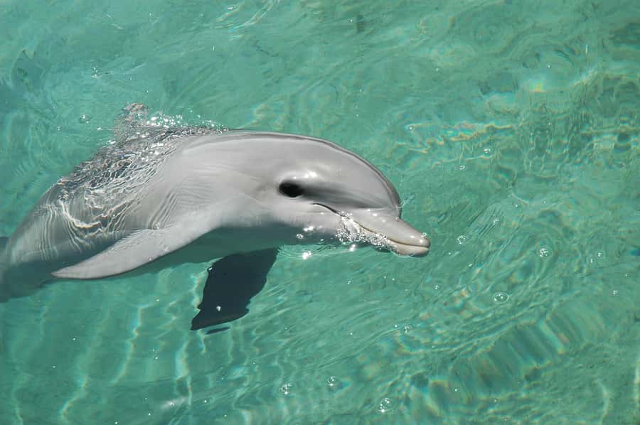 From Miami: Key West with Dolphin Watch or Snorkel Boat - Who this day trip suits best