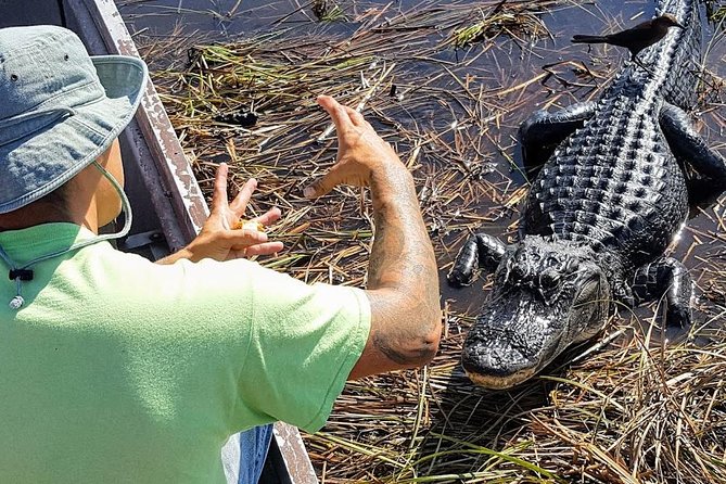 Half-day Everglades National Park Tour and 1-Hour Air Boat Ride - How this half-day tour works (and why it’s a good fit)