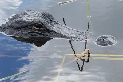 Half-day Everglades National Park Tour and 1-Hour Air Boat Ride - Everglades National Park nature walk: wildlife in the right place
