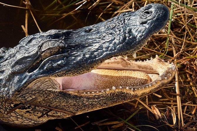 Half-day Everglades National Park Tour and 1-Hour Air Boat Ride - Tamiami Trail scenic drive: the Everglades seen from between stops