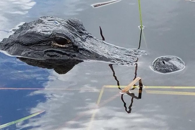 Half-day Everglades National Park Tour and 1-Hour Air Boat Ride - Everglades National Park nature walk: wildlife in the right place