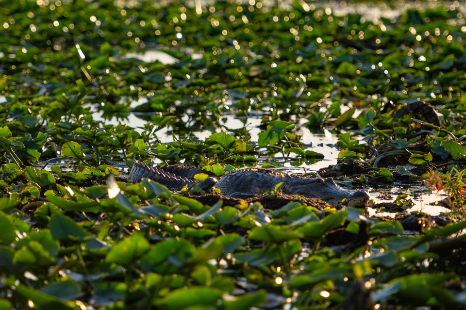 Kissimmee: Boggy Creek Airboat Ride with Optional Meal - Why longer rides often feel better than the 30-minute option