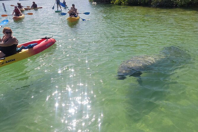 Mangrove Jungle Exploration on SUP/Kayak - Mangrove Paddling With a Raccoon Island Twist