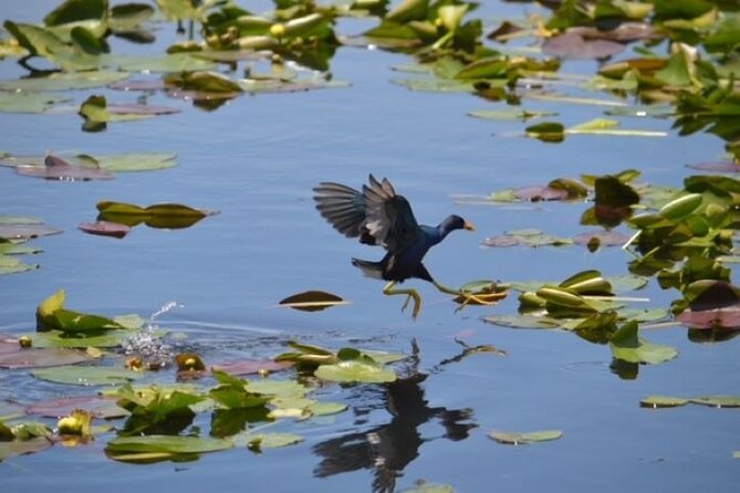 Miami: 60 Minute Private Everglades Airboat Ride - Comfort and Practicalities: Bottled Water, Ponchos, and No On-Board Restroom
