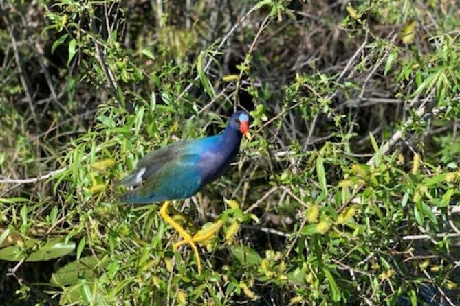 Miami: 90 Minute Private Everglades Airboat Ride - Key Highlights You’ll Care About