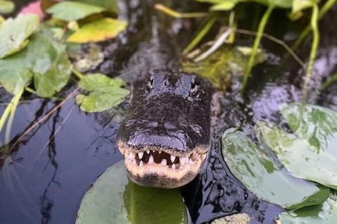 Miami: 90 Minute Private Everglades Airboat Ride - Where You Meet on FL-90 and How to Time It