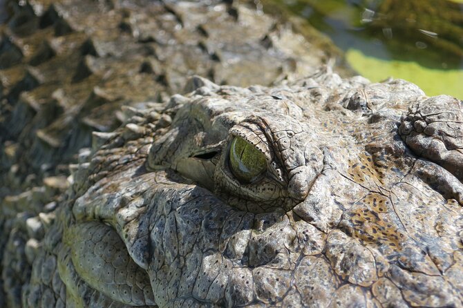 Miami and Everglades Adventure: Airboat & Bay Cruise Combo - Price and Value: $95 for a 6.5-Hour Water-and-Wild Day