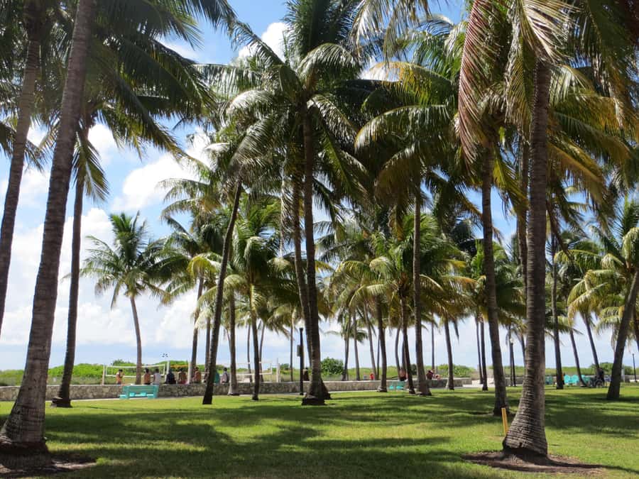 Miami Beach: 1-Hour Segway Glide - Timing, Meeting Point, and How to Fit This Into Your Day