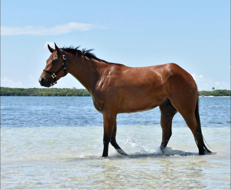 Miami: Beach Horse Ride & Nature Trail - Beach time: photos, waves, and the shoreline feeling