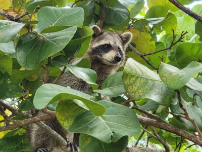 Miami: Biscayne Bay Ultimate Boat Tour with Kayak Experience - Wildlife spotting on the boat: where the guide helps you see more