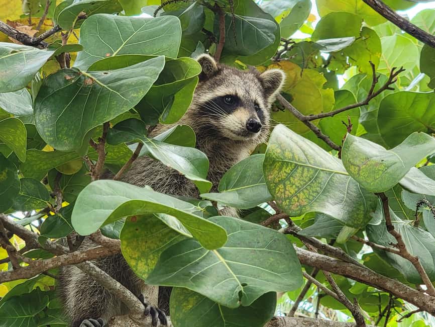 Miami: Biscayne Bay Ultimate Boat Tour with Kayak Experience - Wildlife spotting on the boat: where the guide helps you see more