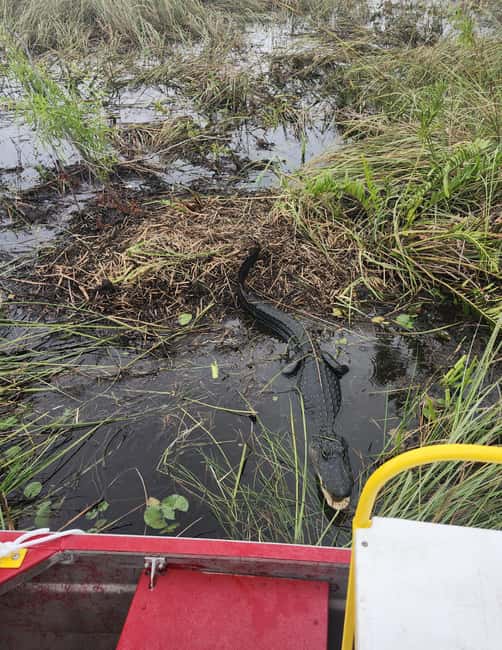 Miami: Everglades Airboat Eco Tour w/ Luxury Transportation - FAQ