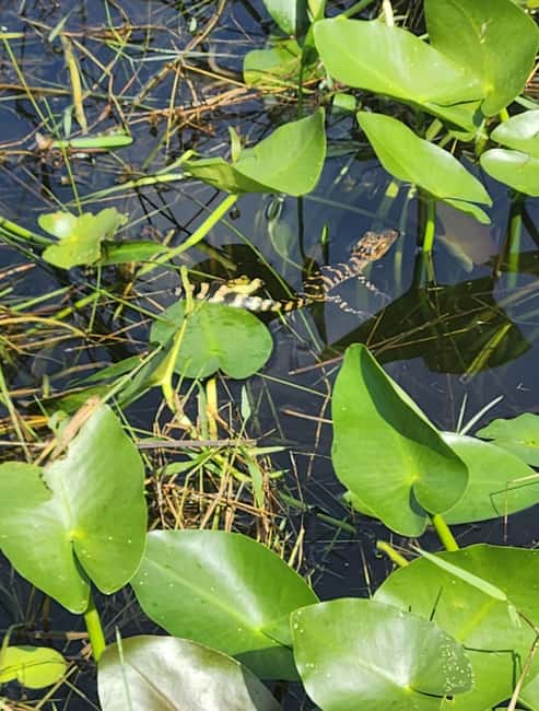 Miami: Everglades Airboat Eco Tour w/ Luxury Transportation - Price and Value: Is $118 a Fair Deal?