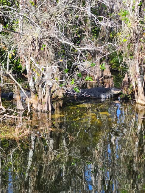 Miami: Everglades Airboat Eco Tour w/ Luxury Transportation - Tips to Make Your Day Smoother