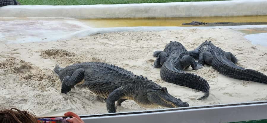 Miami: Everglades Airboat, Gator Encounter & Bus Transfer - Everglades Holiday Park: where the lesson starts
