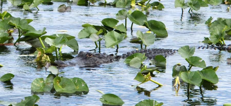 Miami: Everglades Airboat, Gator Encounter & Bus Transfer - The 45-minute airboat ride: wind in your hair, eyes on the water