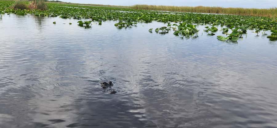 Miami: Everglades Airboat, Gator Encounter & Bus Transfer - How the timing feels as a day plan