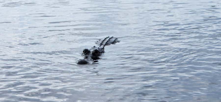 Miami: Everglades Airboat, Gator Encounter & Bus Transfer - Value check: is $57 a fair deal?