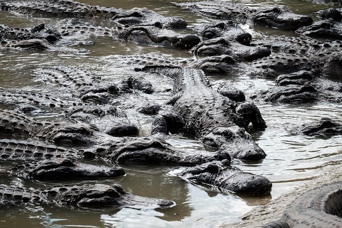 Miami: Everglades Airboat incl. Group Photo - My Advice for Choosing the Best Option