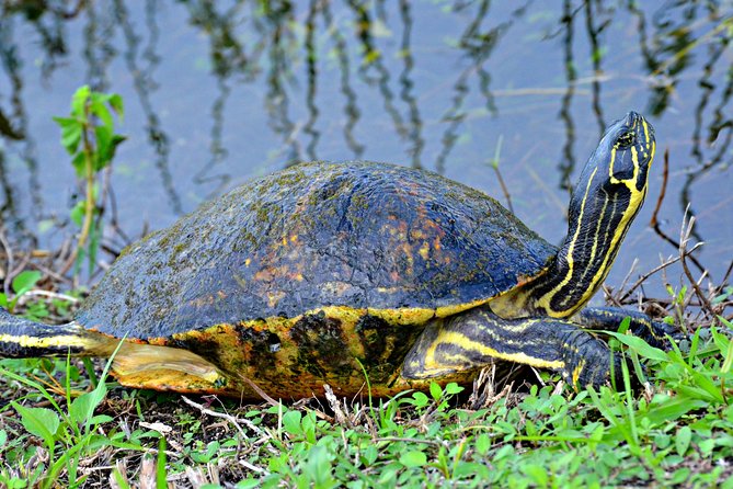 MIAMI: Everglades Airboat, Wildlife Gator Show and Pick-up - Who should book this Everglades airboat + gator show tour?
