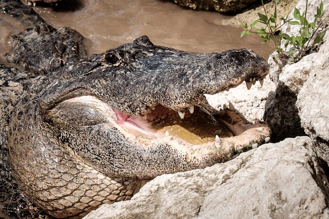 MIAMI: Everglades Airboat, Wildlife Gator Show and Pick-up - Timing, season, and comfort: avoid the “too hot to think” problem