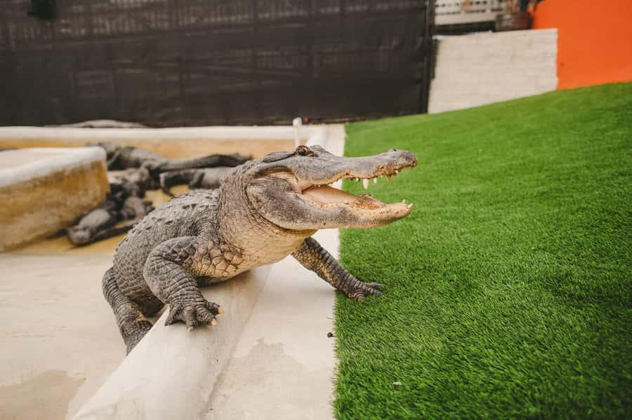 Miami: Everglades Experience, Bay Cruise & Open-top Bus Tour - Miami by Open-Top Bus: Wynwood, Little Havana, Art Deco, and the Magic City Story