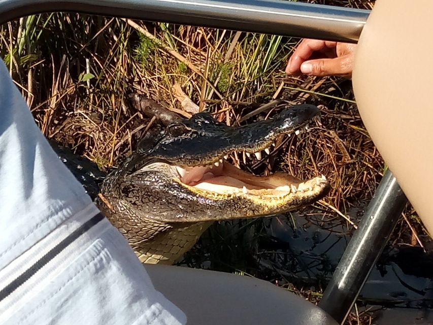 Miami: Everglades Full-Day Tour with 2 Boat Trips and Lunch - Key points worth knowing before you go