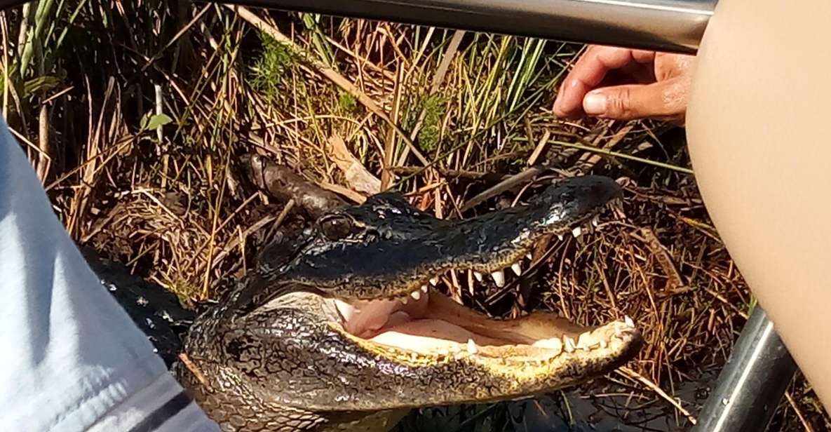 Miami: Everglades Full-Day Tour with 2 Boat Trips and Lunch - Big Cypress National Preserve: guided tour and a walk at cypress dome