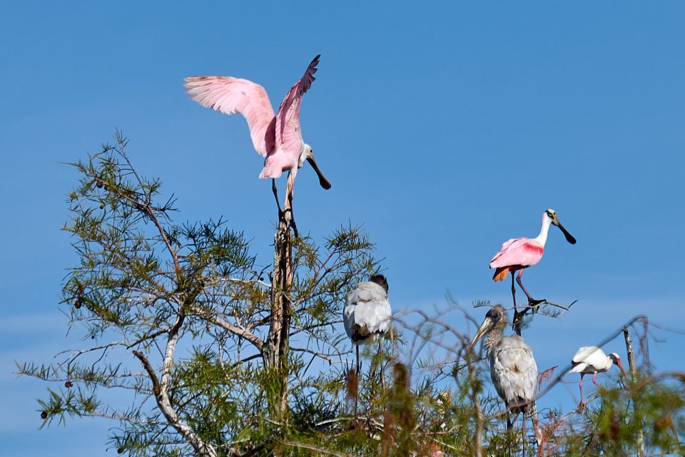 Miami: Everglades Full-Day Tour with 2 Boat Trips and Lunch - The 10,000 Islands mangrove cruise: dolphins, manatees, and birdwatching at speed