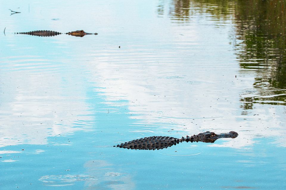 Miami: Everglades National Park Airboat Tour & Wildlife Show - Who this tour fits best (and who should think twice)