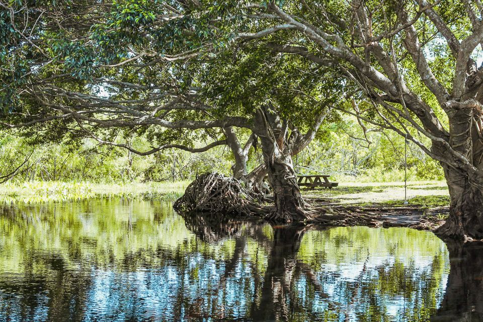 Miami: Everglades National Park Airboat Tour & Wildlife Show - Wildlife spotting stops: what you can realistically look for