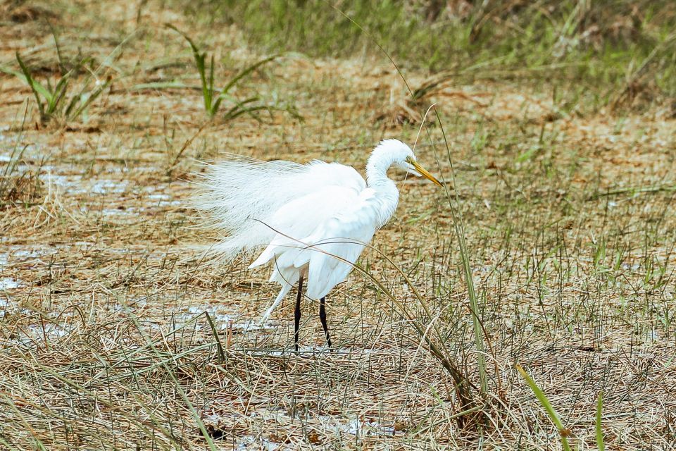 Miami: Everglades National Park Airboat Tour & Wildlife Show - Timing matters: last show at 4:30, last airboat at 5:00