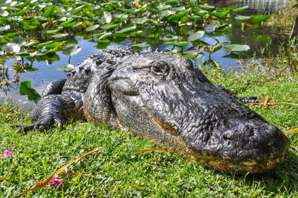 Miami: Everglades Safari Park Airboat Tour - Key highlights worth planning around