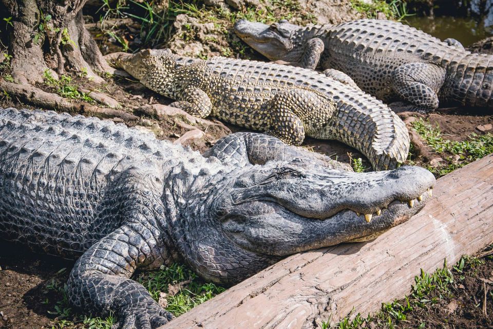 Miami: Everglades Safari Park Airboat Tour - FAQ