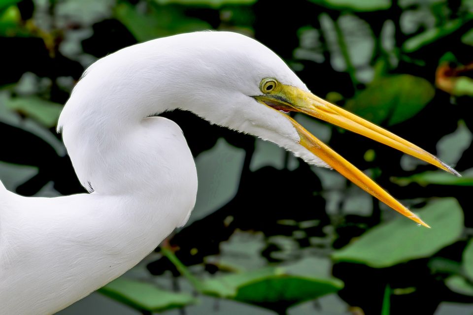 Miami: Everglades Safari Park Airboat Tour - Everglades Safari Park Airboat: the real flow of your visit