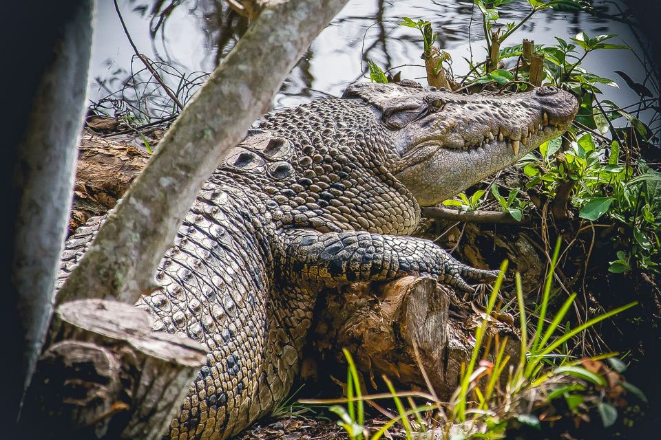 Miami: Everglades Safari Park Airboat Tour - Price and value: what $41 plus the park fee really adds up to
