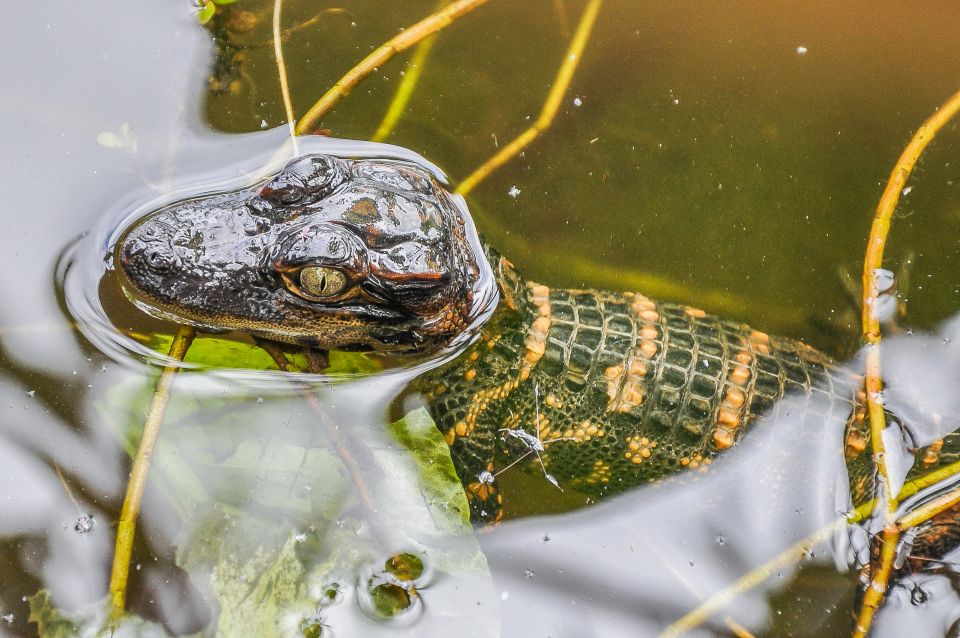 Miami: Everglades Safari Park Airboat Tour - Quick booking verdict: should you book this Miami airboat tour?