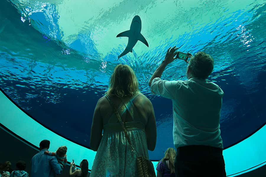 Miami: Frost Museum of Science and Planetarium Entry Ticket - The 3-level aquarium: where the best animal time happens