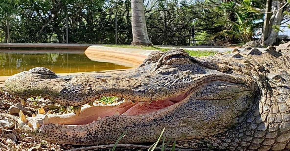 Miami: Original Everglades Airboat Tour & Interpretive area - Two Hardwood Hammocks and the Alligator-Hole Stops