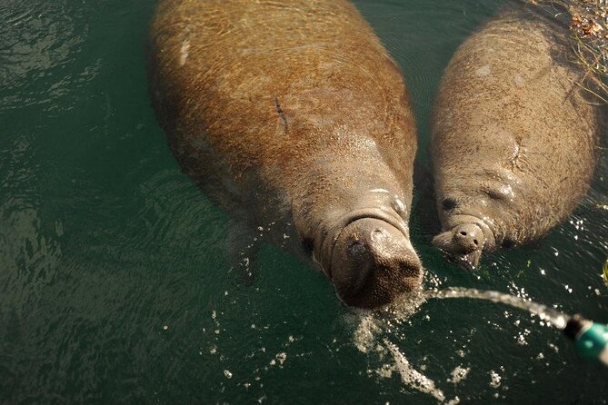 Miami Small Group Boat Tour: History, Wildlife, and Stiltsville - Price and value: is $186.83 per person worth it?