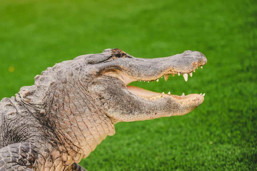 Miami: Wild Everglades Airboat Ride and Gator Encounters - South Miami Pickup: Getting to the Everglades Without a Headache