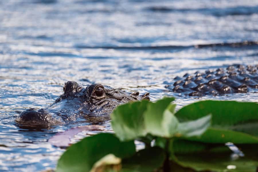 Miami: Wild Everglades Airboat Ride and Gator Encounters - Time on the Day: 5 Hours That Fits Real Plans