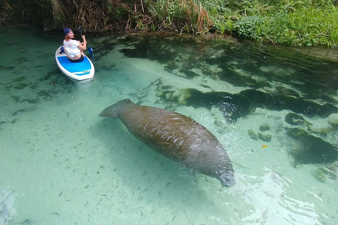 Nature & Island Exploration on SUP/Kayak - Miami Mangrove Canals: Kayak or SUP With a Wildlife Mission