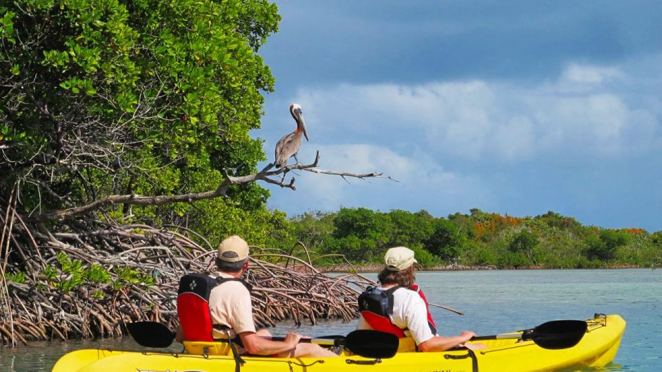 North Miami: Nature & Island Exploration on SUP/Kayak - North Miami mangroves: the real point of this SUP and kayak tour