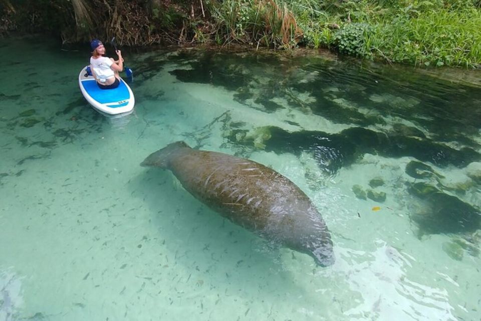 North Miami: Nature & Island Exploration on SUP/Kayak - Paddle route through the mangrove jungle and Osprey Triangle