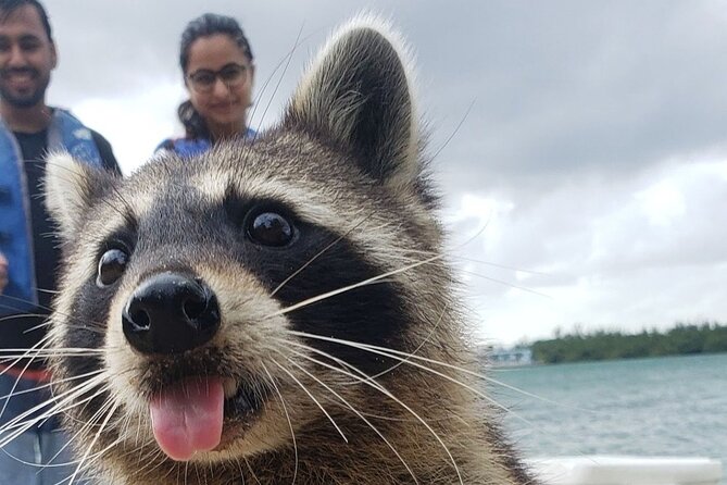 Raccoon Island: Exploration on SUP/Kayak - Starting at Bill Bird Marina: what you do first