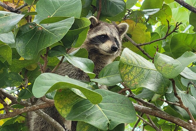 Raccoon Island: Exploration on SUP/Kayak - Osprey Nature Preserve vibes: why the “learn while you paddle” part matters