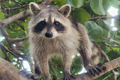 Raccoon Island: Exploration on SUP/Kayak - Paddling Biscayne Bay toward Oleta State River Park