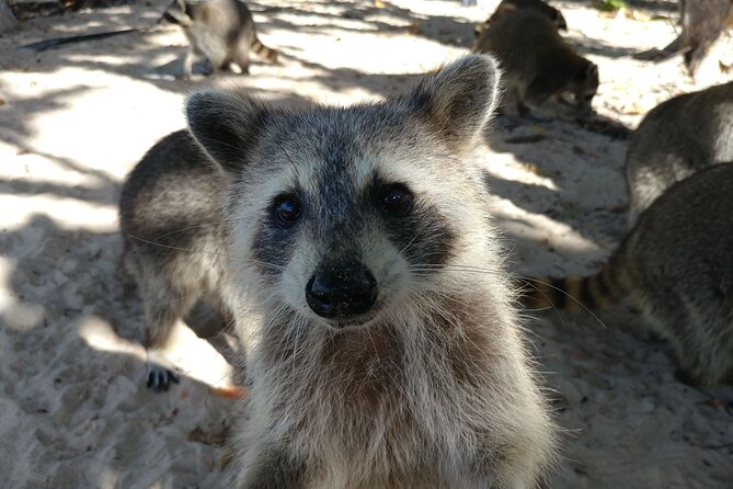 Raccoon Island: Exploration on SUP/Kayak - Feeding the raccoons and exploring the island trails