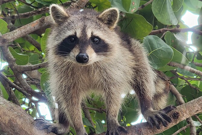 Raccoon Island: Exploration on SUP/Kayak - Paddling Biscayne Bay toward Oleta State River Park